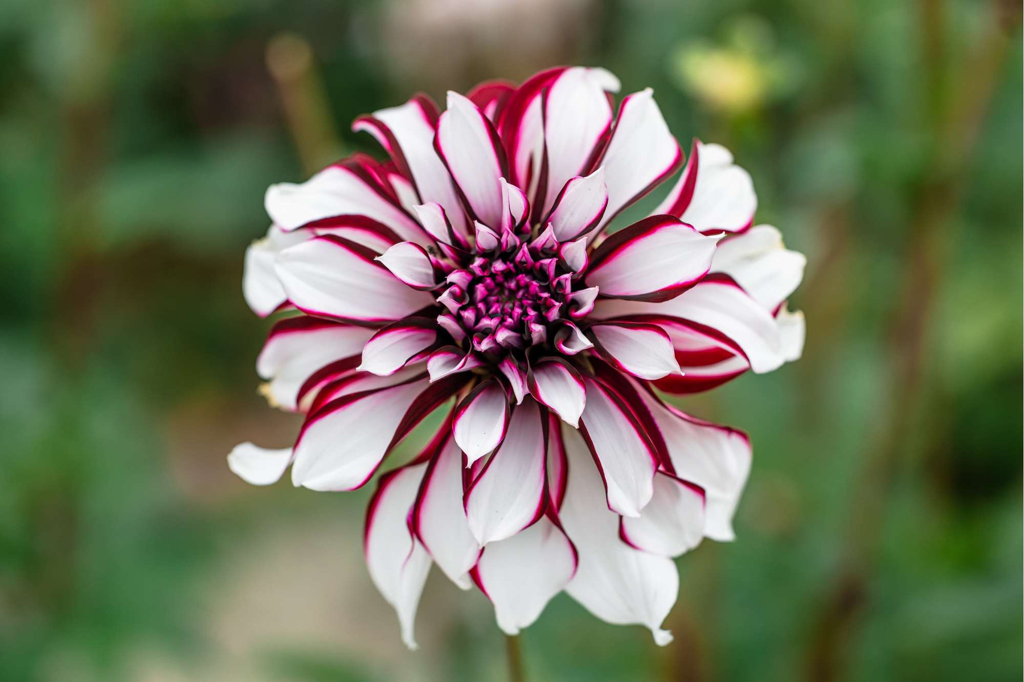 Dahlia 'Tartan'